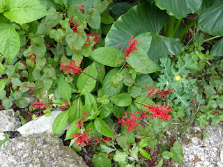 Odontonema tubaeforme - Bois Indien 