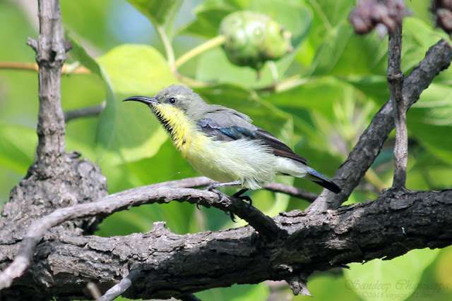 Purple Rumped Sunbird