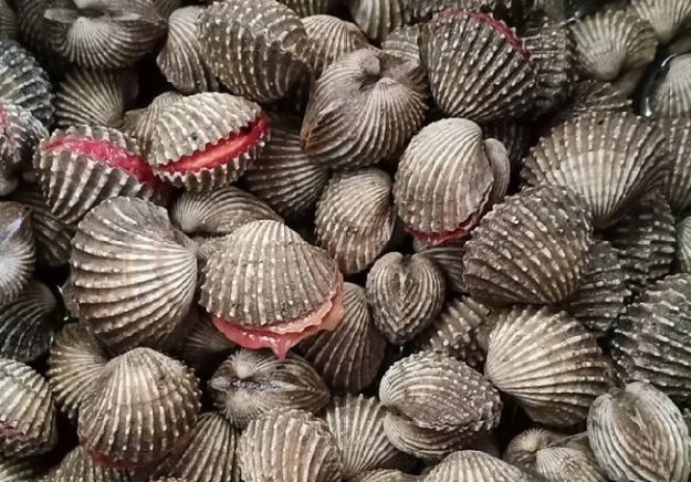 Cara mudah membersihkan kerang