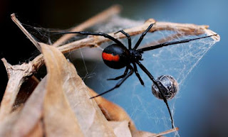 Black Widow