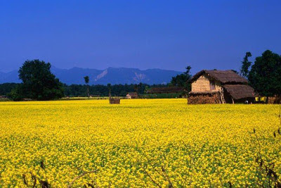 Mustard field in Kailali district