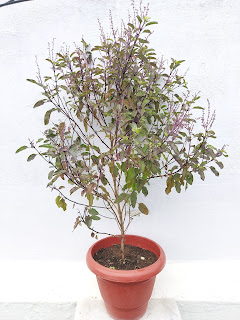 tulsi plant