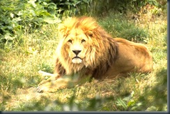JUNGLION