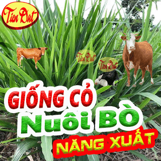 9 Loại giống cỏ nuôi bò năng suất cao nhất tại Việt Nam