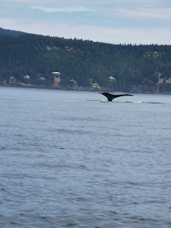 Humpback Whale Tail of Pender Island, BC