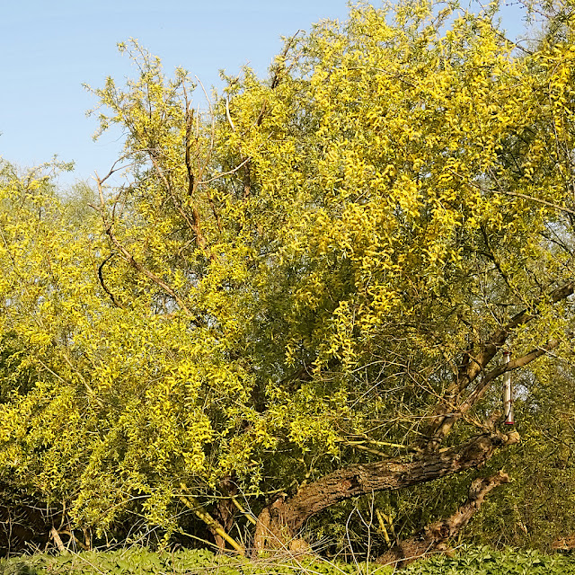 White willow tree covered in catkins gleaming orange in the sun