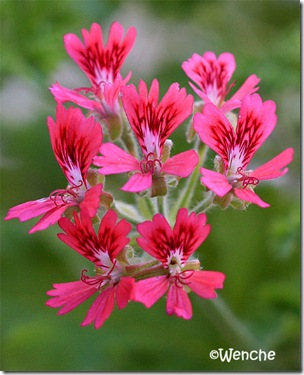 Graveolens