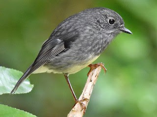 North Island Robin