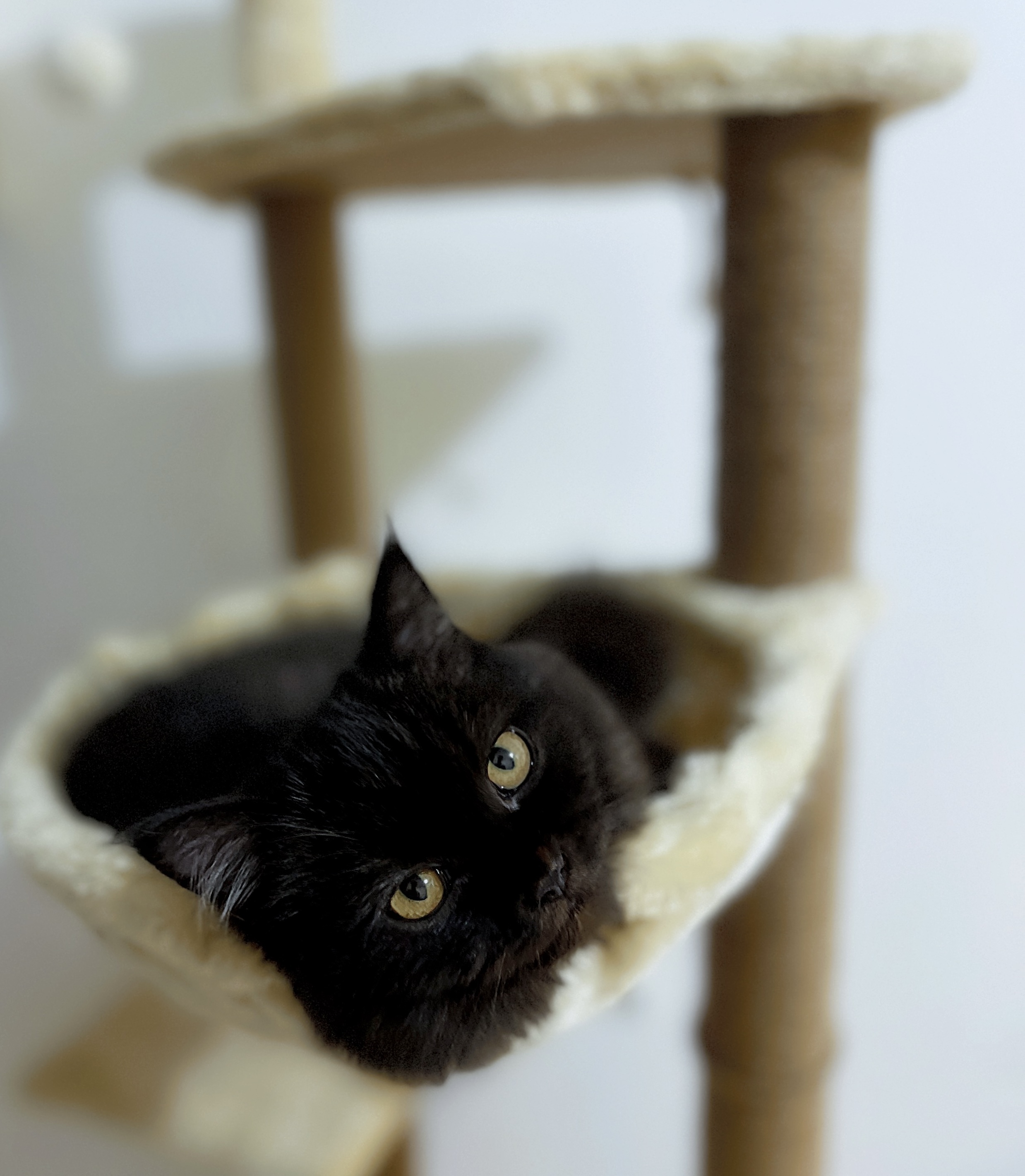 Black cats, black cats lucky, black cats gorgeous, cat condo, cat tower, cat play house, black cats beautiful, black cat pet, pet black cat, lucky black cat