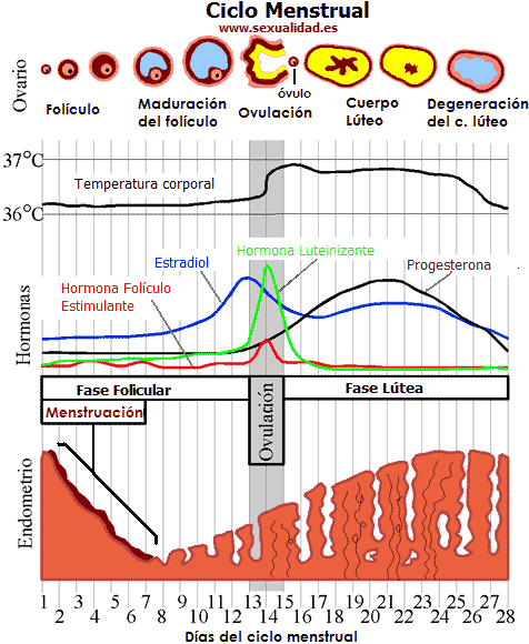 calculo de dias para quedar embarazada