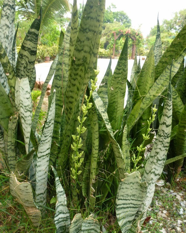 Greenfingers Lidah  Mertua  Berbunga Lagi