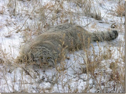 Manul_22