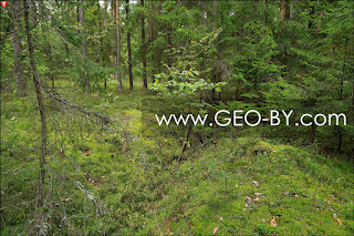 Puszcza Nalibocka. Jerusalem in the forest. The dugout in the former trench