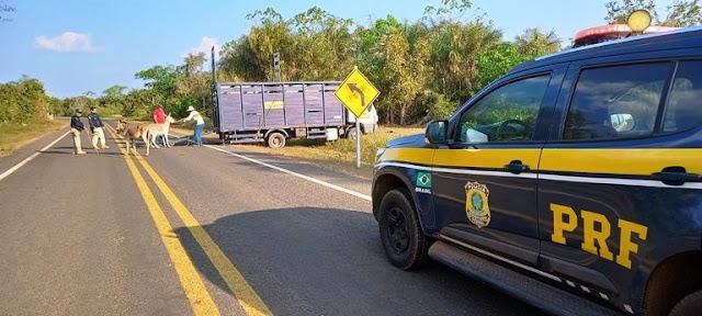 PRF realiza operação de apreensão de animais e 61 são remanejados na região de Piripiri