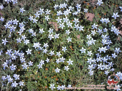 Blumen im Pamir