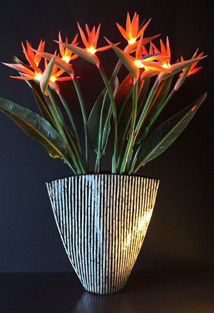 Bird Of Paradise Bulbs