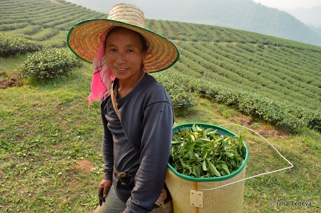 tea plantation Doi Mae Salong