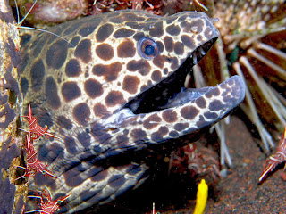 moray eel 3