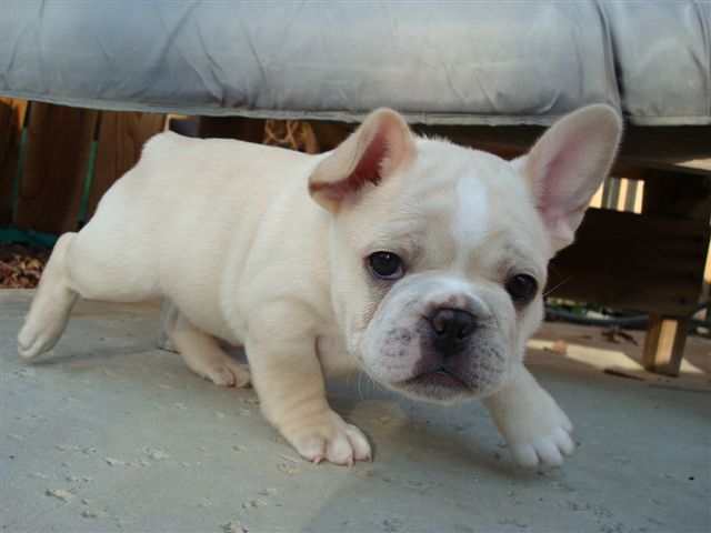 Cute French Bulldogs for sale Images