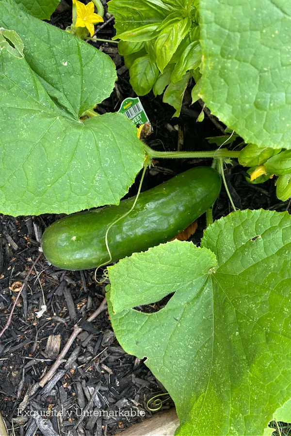 Growing Cucumbers