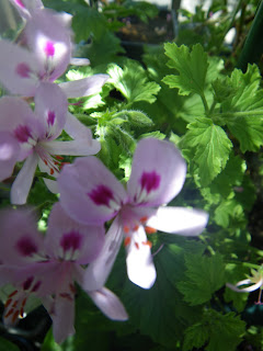 Scented Pelargonium / Geranium Citronella