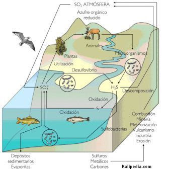 ciclo del azufre