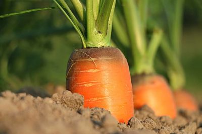 Zanahoria. Tres zanahorias cultivadas en la tierra.