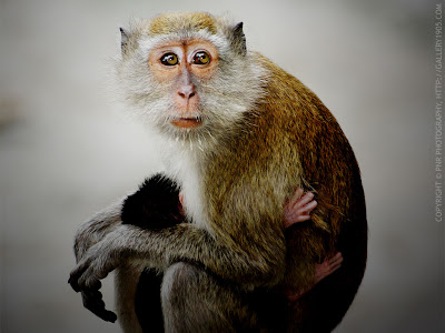 Animal Wallpaper 1024 768 - Monkey Mother Holding Her Baby