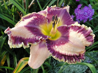Day Four of Ten : My Favorite Blooms of 2010