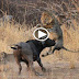 Buffalo vs Lion attack to death..
