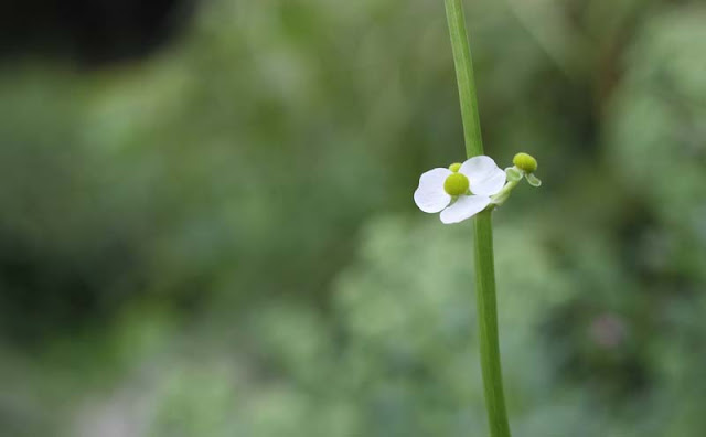 Broadleaf Arrowhead Flowers Pictures