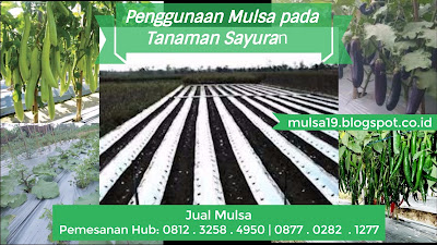 harga mulsa plastik hitam perak merk bell,harga mulsa plastik hitam perak per roll,harga plastik mulsa hitam perak,harga plastik mulsa hitam perak 2017,jual plastik mulsa hitam perak,kegunaan mulsa plastik hitam perak,manfaat mulsa plastik hitam perak