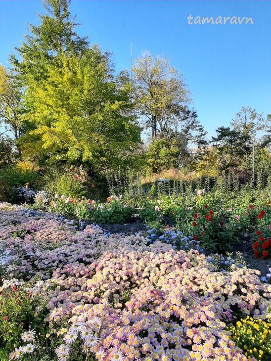 Хризантемы (Chrysanthemum) в саду