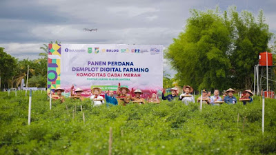 Pj. Bupati Kampar Lakukan Panen Perdana Cabe