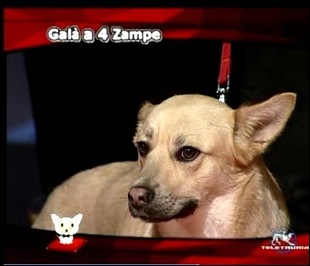 7tv