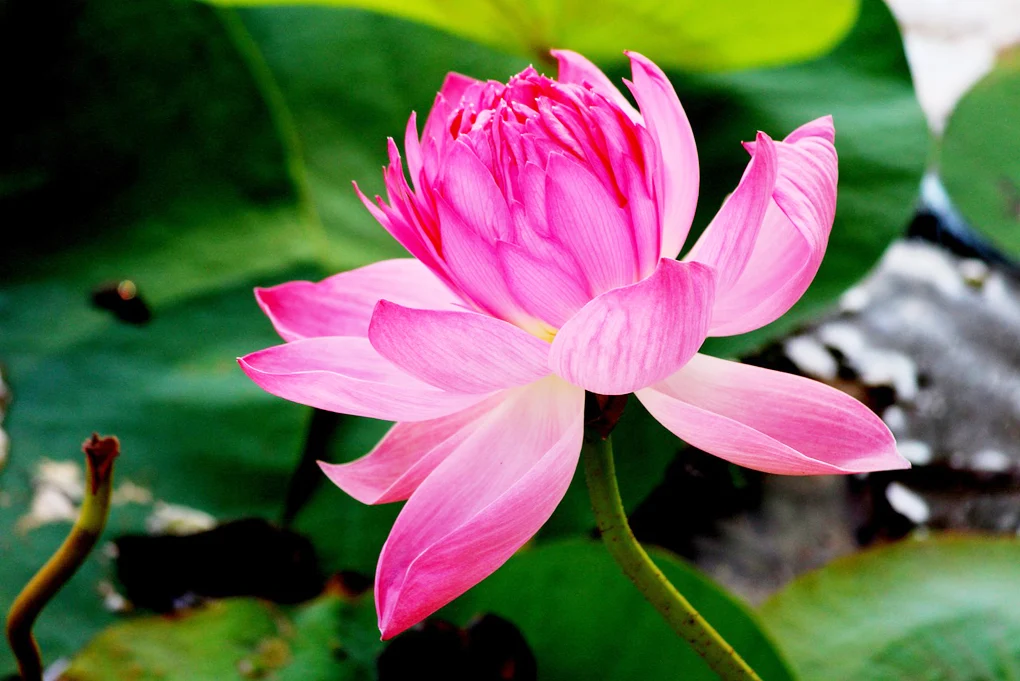 Lotus Flower Images, Pictures Download - Lotus Flower Images, Pictures Download - Lotus flower NeotericIT.com