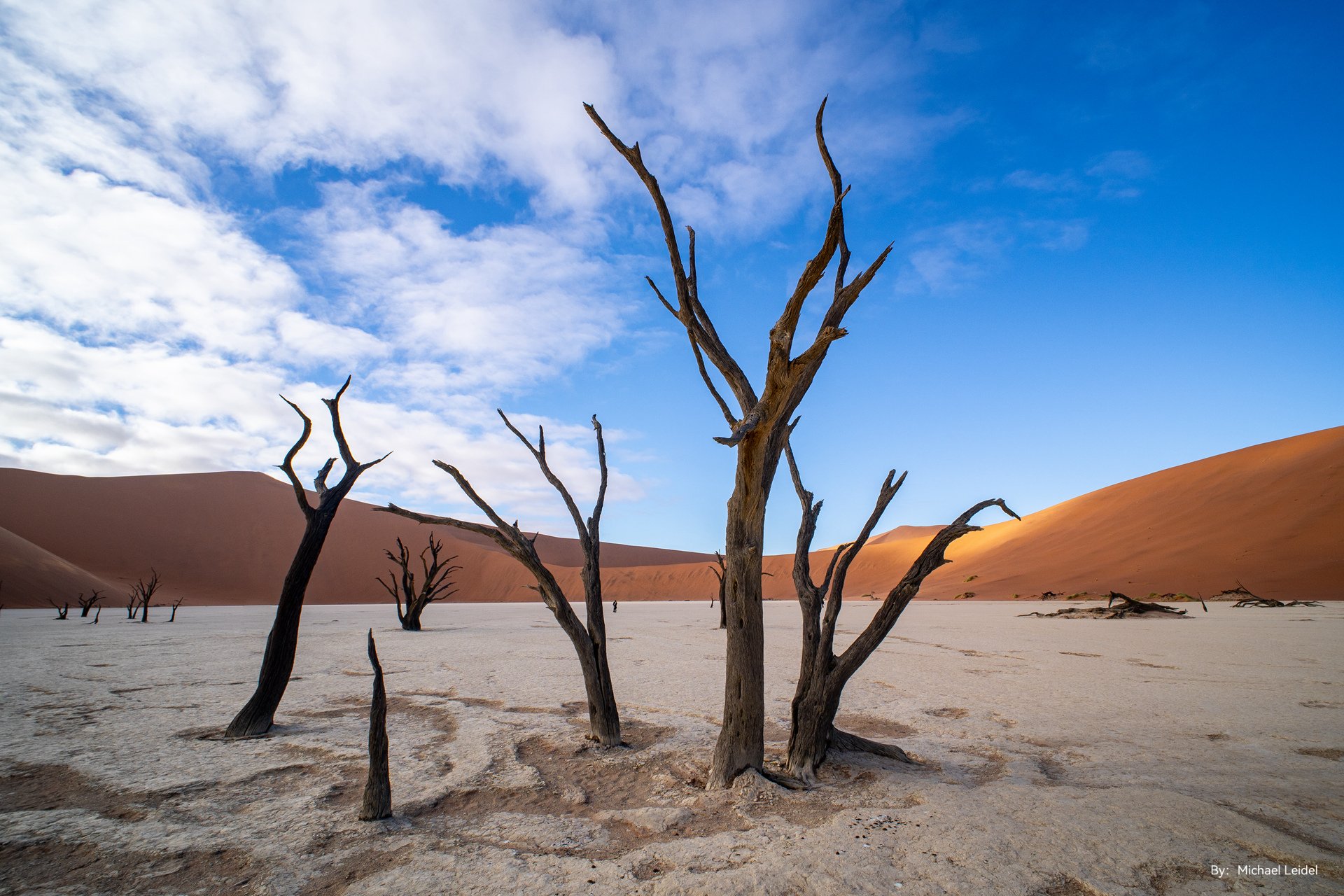Засохшие деревья в пустыне