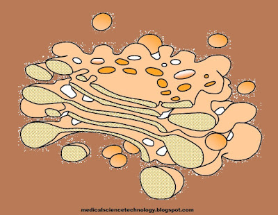 golgi body,cell organelles,camillo golgi,golgi apparatus,golgi,golgi apparatus function,golgi body function,