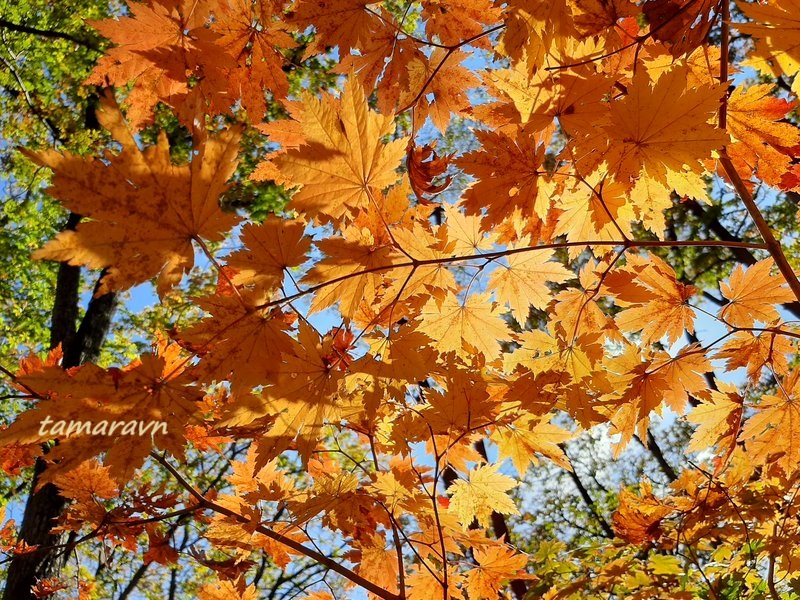 Клён ложнозибольдов (Acer pseudosieboldianum)