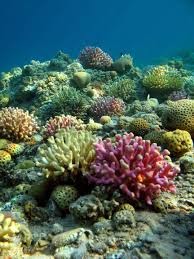 Unraveling the mysteries of the coral reef: understanding change and ...