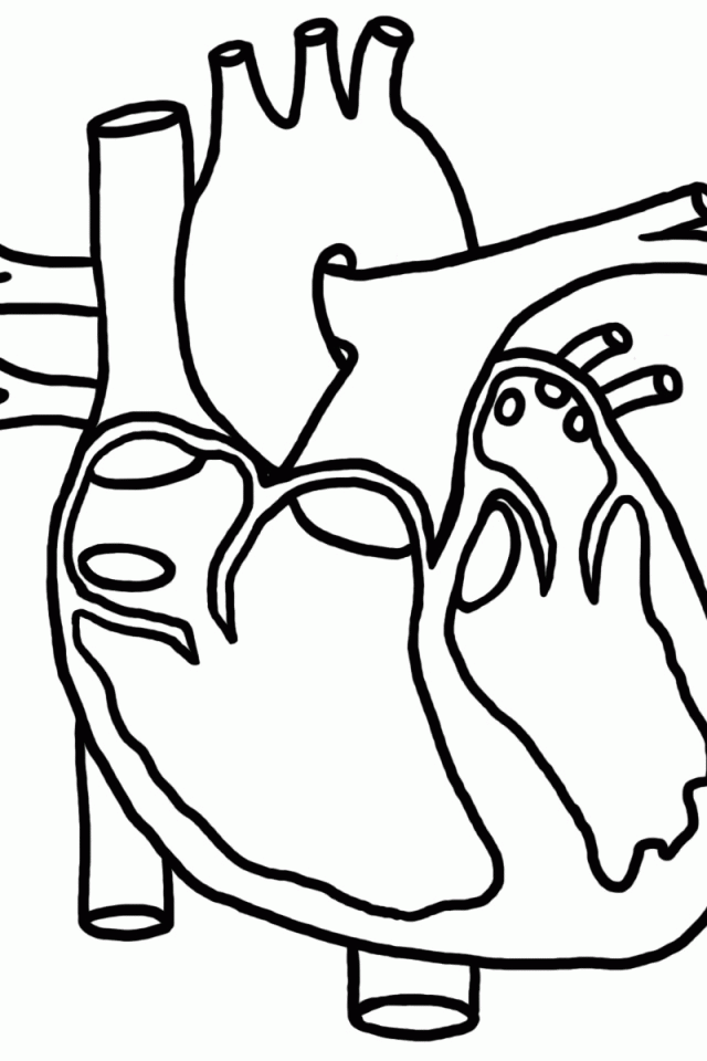Human Heart Coloring Pages Coloring Home