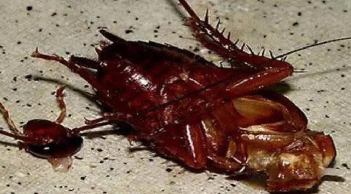 Why Don't Cockroaches Die Even After Beheading? | How Long Can A Cockroach Live Without Its Head?