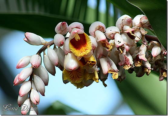 FPC_TropicalBlooms