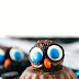 HALLOWEEN OREO TRUFFLES : Owl Truffles