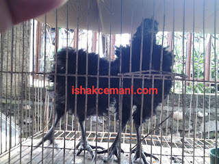 Jual Ayam Cemani Walik