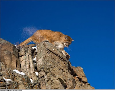 Stunning Close Up Photography Of Wild Animal Seen On www.coolpicturegallery.us