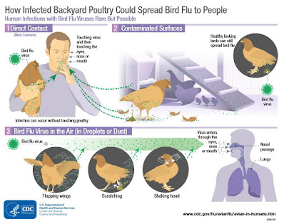 http://afludiary.blogspot.com/2018/02/who-genetic-characteristics-of-avian.html