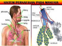 System pernapasan manusia