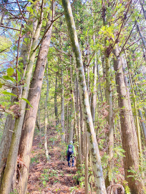 往紅香山