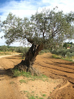 Camí antic de Samalús